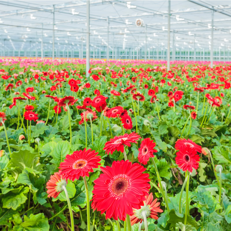 Цветоводство